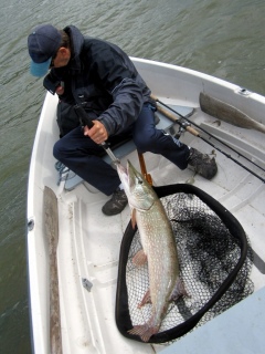 Hauki 6,75 kg