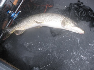Hauki 5,60 kg