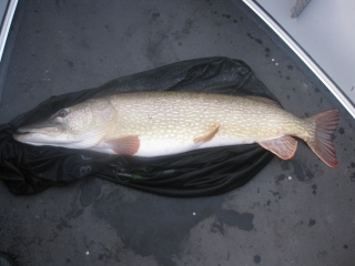Hauki 9,20 kg