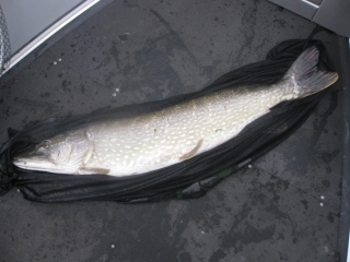 Hauki 7,10 kg
