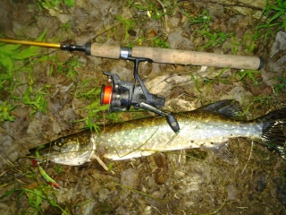 Hauki 1,04 kg
