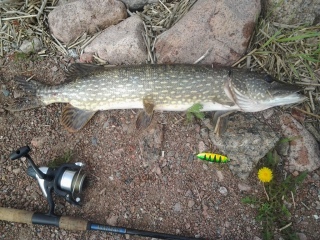 Hauki 3,31 kg
