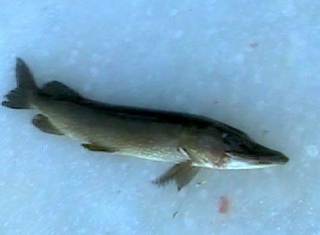 Hauki 7,40 kg