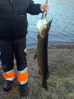 Hauki 10,90 kg