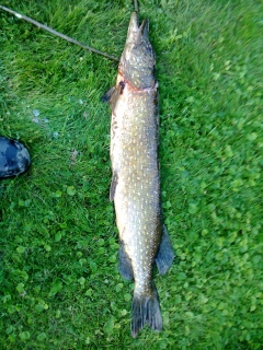 Hauki 5,00 kg