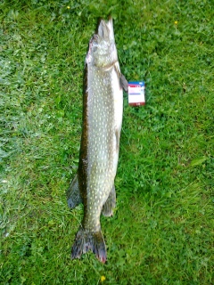 Hauki 6,60 kg