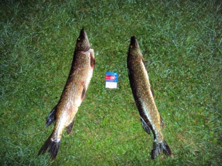 Hauki 8,50 kg
