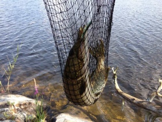 Hauki 3,20 kg