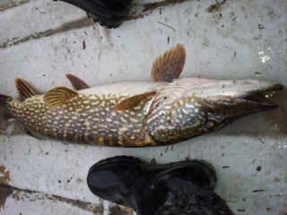 Hauki 5,34 kg