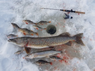 Hauki 5,10 kg