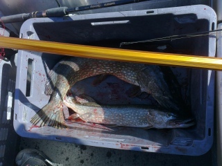 Hauki 6,20 kg