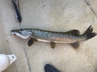 Hauki 4,86 kg