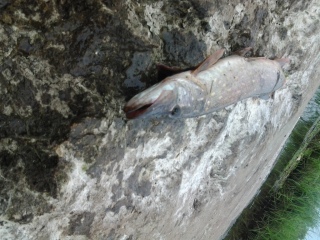 Hauki 1,00 kg