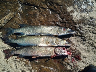 Hauki 3,20 kg