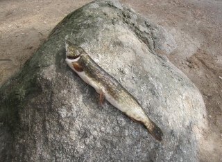 Hauki 2,30 kg