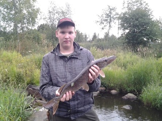 Hauki 1,40 kg