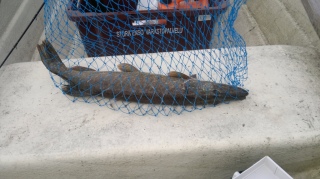 Hauki 2,50 kg