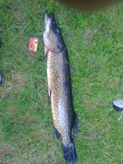 Hauki 3,00 kg