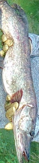 Hauki 5,70 kg