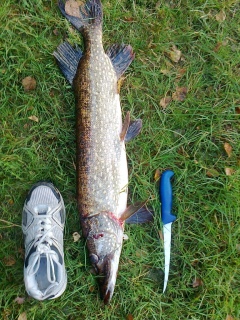 Hauki 3,10 kg