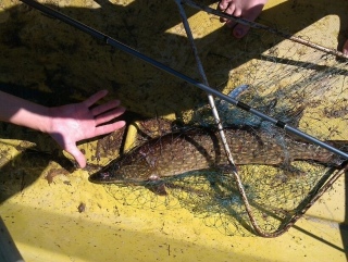 Hauki 5,10 kg