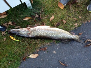 Hauki 6,00 kg