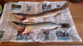 Hauki 1,10 kg