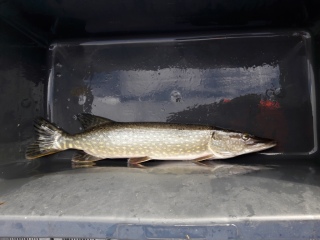 Hauki 1,01 kg