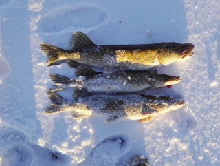 Hauki 5,10 kg