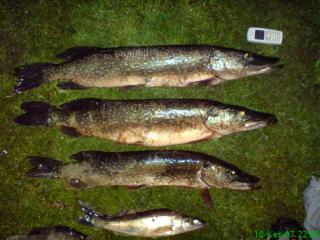 Hauki 3,40 kg