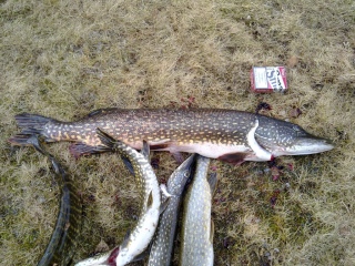 Hauki 4,04 kg