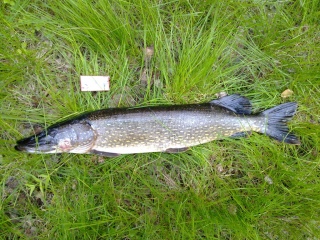 Hauki 5,01 kg