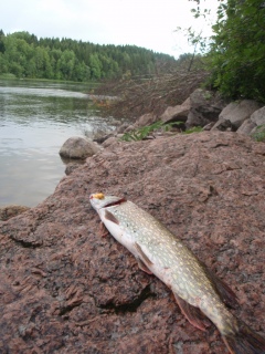 Hauki 1,47 kg