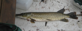 Hauki 2,00 kg