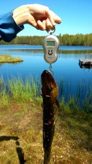 Hauki 1,41 kg