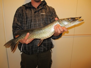 Hauki 1,66 kg