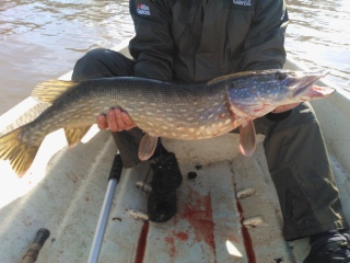 Hauki 6,00 kg