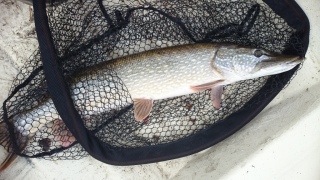 Hauki 6,30 kg