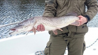 Hauki 4,60 kg