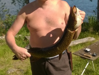 Hauki 2,75 kg