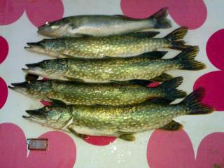 Hauki 1,25 kg