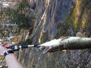 Hauki 4,28 kg