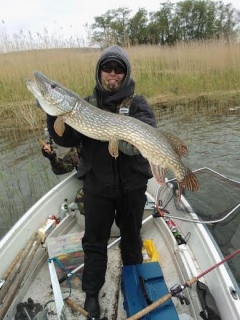Hauki 7,50 kg