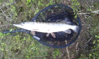 Hauki 2,00 kg