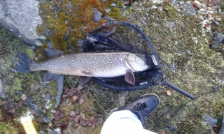 Hauki 4,60 kg