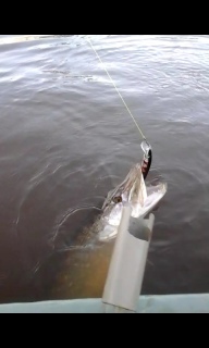 Hauki 5,00 kg