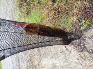 Hauki 2,50 kg