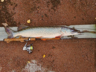 Hauki 3,54 kg
