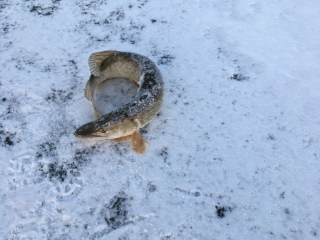Hauki 2,05 kg