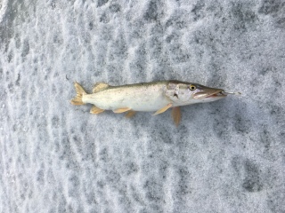 Hauki 1,07 kg